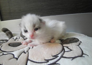 mâle seal bicolour - 1  - Chatterie Ragdolls du Val de Beauvoir